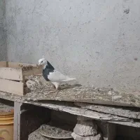 کلفه نر|پرنده|اردبیل, |دیوار