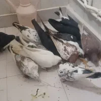 کبوتر|پرنده|تبریز, |دیوار