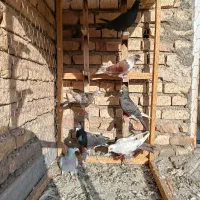 کبوتر