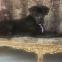 کنکورسو یکسااه برای فروش