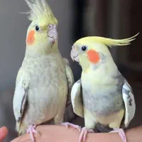 جفتی عروس هلندی مولد سخنگو و رام