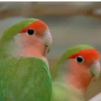 فروش چند جفت کوتوله برزیلی