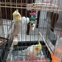 عروس هلندی همراه قفس ولوازم