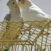 عروس هلندی|پرنده|بومهن, |دیوار