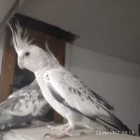 عروس هلندی|پرنده|تربت جام, فاز ۱ فرهنگیان|دیوار