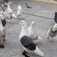 نر شونی گم شده