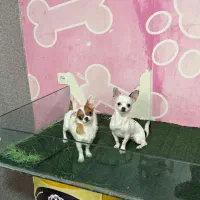 شیواوا اپل هد|سگ|تهران, چیتگر شمالی|دیوار