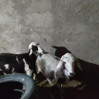 گوسفند افشار پلنگی|حیوانات مزرعه|کنگاور, |دیوار