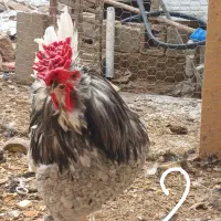 خروس گلین چهل تاج،طوسی،ریشی درجه یک