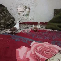 جفت نروماده