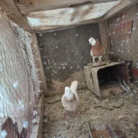 جفت طوقی درجه یک