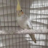 عروس هلندی ماده