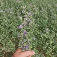 بذر یونجه گرمسیری