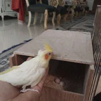 جفت عروس هلندی لوتینو مولد|پرنده|تهران, نازی‌آباد|دیوار