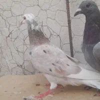 کبوتر المانی پلاکی جوانه|پرنده|گنبد کاووس, |دیوار