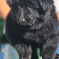 ژرمن بلک بمب