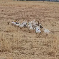 غاز|پرنده|کوهدشت, |دیوار