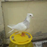 یک عددطوقی ماده کرم خال قهوه ای|پرنده|اهواز, کمپلو جنوبی|دیوار