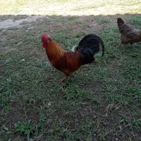 مرغ و خروس