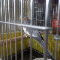 عروس هلندی ماده آماده
