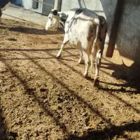 ماده گاو|حیوانات مزرعه|چناران, |دیوار