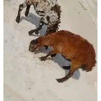 دو عدد بره ماده