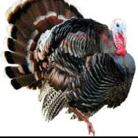 تخم بوقلمون برنز سینه پهن امریکایی