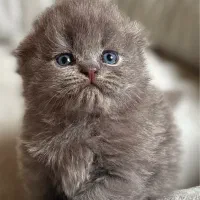 پیشی های ناز