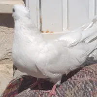 سفید کاکلی|پرنده|ارومیه, |دیوار
