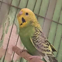 مرغ عشق ماده