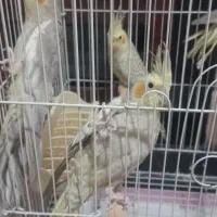عروس هلندی