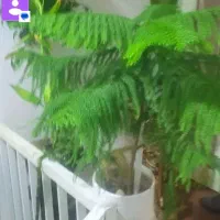 گل و گیاه|گل و گیاه طبیعی|قم, باجک یک|دیوار