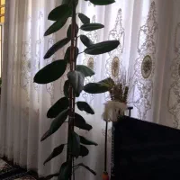 فروش گل طبیعی