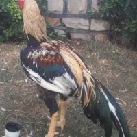 خروس صابونی اوشامو و بوقلمون و تخم اشامو