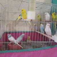 فنج .مرغ عشق|پرنده|میناب, |دیوار