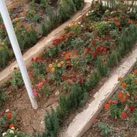 خدمات باغبانی گلکاری تعویض خاک گلدان در منزل|خدمات باغبانی و درختکاری|تهران, مرزداران|دیوار