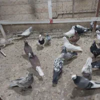 فروش بیله کفتر