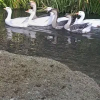 تخم قو قاز لیندا و اوکراینی