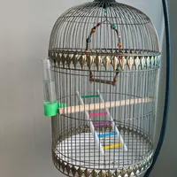 طوطی برزیلی دستی (رنگ خاص )|پرنده|کرج, مهرشهر - فاز ۱|دیوار