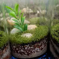 پلنت برای غرفه قیمت خوب