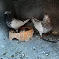 یجفت سینه ای دوعدد نر|پرنده|الیگودرز, |دیوار