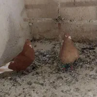 دمسفید جفتگاه