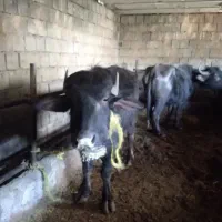 فروش یَوره آبستن و نمونه های دیگر