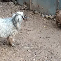 دو عدد بزغاله درجه یک ،گوسفند،بره