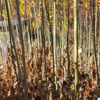 صنوبر نیگرا ترکیه|خدمات باغبانی و درختکاری|خرم‌آباد, |دیوار