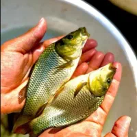 فروش بچه ماهی گرمابی