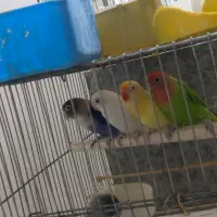 کوتوله رزیکولیس سبزو فیشر