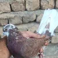 نر سرخ دم سفید زیر چونه ای پرشی