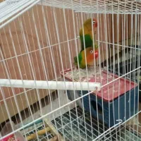 جفت طوطی مولد