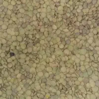 عدس|خوردنی و آشامیدنی|تهران, پونک|دیوار
